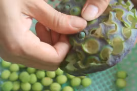 Công dụng tuyệt vời của hạt sen