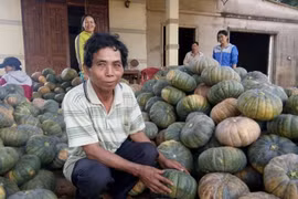 Chư Pưh: Bí đỏ được giá, mất mùa