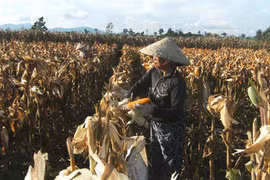 Gia Lai: Chuyển đổi đất trồng lúa sang các loại cây trồng khác không đạt kế hoạch