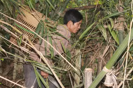 Trĩu nặng gánh măng rừng người Mạ