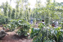 Nam thanh niên tử vong bên cạnh chai thuốc trừ sâu