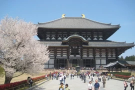 Hoa anh đào ở đâu đẹp hơn?