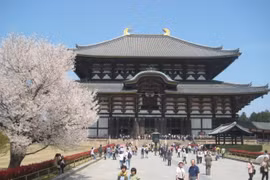 Hoa anh đào ở đâu đẹp hơn?