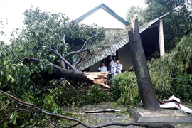 Hàng trăm nhà tốc mái, cây gãy đổ trước bão