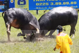 Nhiều màn quyết đấu hấp dẫn ở Lễ hội chọi trâu Đồ Sơn năm 2017