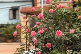 Có một khu vườn hồng rộng gần 1.000 m² đẹp như xứ sở thần tiên