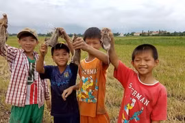 Mùa săn chuột đồng