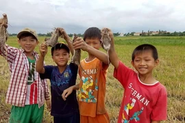 Mùa săn chuột đồng