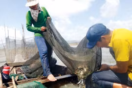 Mưu sinh đầu nguồn lũ