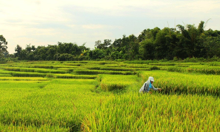 Ruộng bậc thang trên đất Tây Nguyên