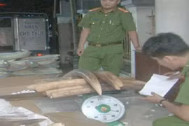 Truy nguồn gốc gần 1,5 tấn ngà voi bị bắt giữ tại Bạc Liêu
