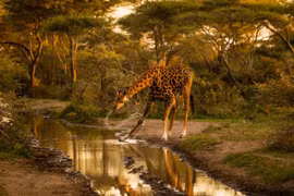 Màn trình diễn của chú hươu cao cổ