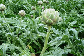 Bí quyết chọn dược liệu thải độc gan