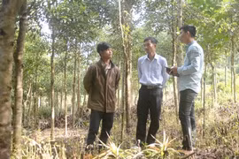 Nhiều mô hình kinh tế độc đáo vùng rẻo cao Kon Pne