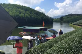 Thơ mộng đảo chè Thanh Chương