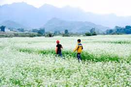 Những mùa hoa gợi lên sắc thu dọc theo chiều dài đất nước