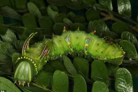 Thực vật có khả năng ngụy trang mùi hương để sinh tồn