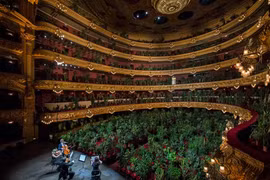 Buổi diễn có một không hai: hòa nhạc cho hơn 2.200 cây xanh nghe