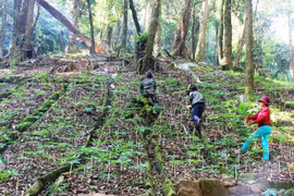 Quảng Nam: Nhậu về, nhổ trộm hơn 70 cây sâm Ngọc Linh về... trồng