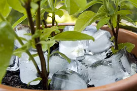 Thấy vợ thả mấy viên đá lạnh xuống chậu hoa chồng bảo "vợ hâm", ai ngờ kết quả mới bất ngờ