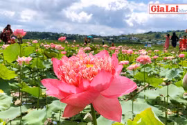 Sen nở giữa lòng phố núi