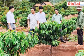 Hiệu quả mô hình tưới tiết kiệm nước trên cây cà phê ở Chư Pah