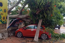 Đak Đoa: 1 cây phượng bật gốc đè ô tô