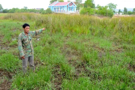 Ayun Pa: Rắc rối nảy sinh quanh đám ruộng trũng