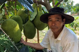 Biến đất cằn thành trang trại tiền tỷ