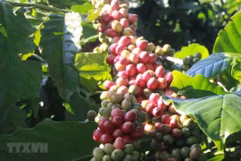 Cơ hội và thách thức với nông sản Việt Nam khi EVFTA được thực thi