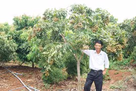 Gia Lai: Lão nông có biệt tài "ép" 1.000 cây nhãn ra trái quanh năm, có chùm nặng 8kg