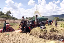 Mùa vàng trên cánh đồng làng Vơng Chép