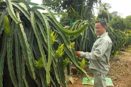 Nông dân Quảng Ngãi cải tiến thành công bộ tưới nước tự động 3 trong 1