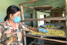 Song An: Người dân "sống khỏe" với nghề chế biến tinh bột nghệ