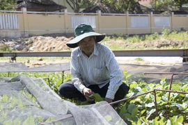 Đà Nẵng: Làm vườn kiểu "6 trong 1", chỉ có 3.000m2 đất trồng rau mà thu nhập 12-15 triệu/tháng