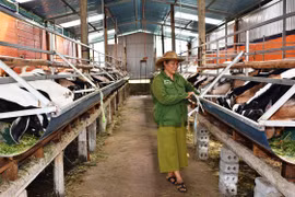 Cải thiện thu nhập nhờ nuôi dê Boer lai