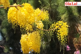 Xuyến xao muồng hoàng yến