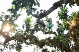 Theo dấu trà Shan: Lên miền trà cổ thời Covid-19