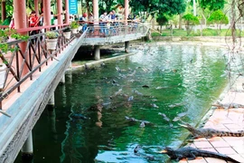 Lên núi câu cá sấu