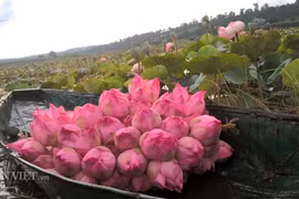 Mang giống sen Bắc vào đất Tây Nguyên trồng, không chăm bón vẫn thu 50 triệu mỗi mùa