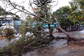 Lâm Đồng: Phượng bật gốc trong sân trường tiểu học vì bị sét đánh