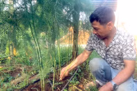 Mỗi ngày thu 4-5 triệu đồng từ vườn măng tây