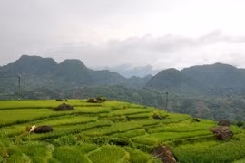 Thanh Hóa: Chỉ có mấy thửa ruộng bậc thang, sao chàng trai 8X này kiếm ra nửa tỷ mỗi năm?