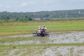 Ia Grai đẩy nhanh tiến độ gieo trồng vụ mùa