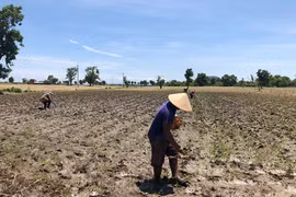 Ia Pa: Liên kết trồng bắp gắn với tiêu thụ