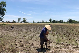 Ia Pa: Liên kết trồng bắp gắn với tiêu thụ