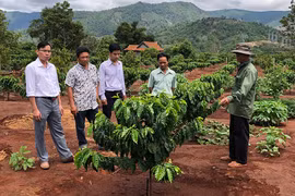 Tưới tiết kiệm nước trên cây cà phê: Giảm chi phí, tăng năng suất