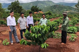 Tưới tiết kiệm nước trên cây cà phê: Giảm chi phí, tăng năng suất