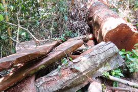 Rừng Trường Sơn đang bị "xẻ thịt"