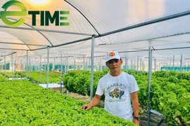 Nhượng lại công ty, 7X thuê đất trồng rau thủy canh thu 2 triệu đồng/ngày